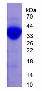 Figure 3. SDS-PAGE