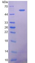 Figure 3. SDS-PAGE