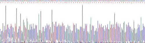 Human V-Myc Myelocytomatosis Viral Oncogene Homolog (MYC), Active Protein