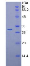 Figure 2. SDS-PAGE