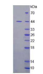 Figure 3. SDS-PAGE