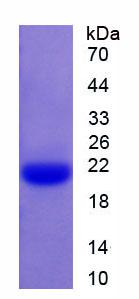 Figure 2. SDS-PAGE