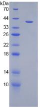 Figure 2. SDS-PAGE