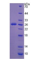 Figure 2. SDS-PAGE
