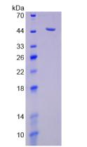 Figure 3. SDS-PAGE