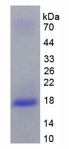Figure 2. SDS-PAGE