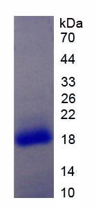 Figure 1. SDS-PAGE