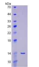 Figure 2. SDS-PAGE