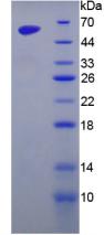 Figure 2. SDS-PAGE