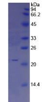 Figure 1. SDS-PAGE
