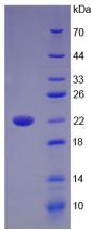 Figure 1. SDS-PAGE