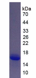 Figure 1. SDS-PAGE