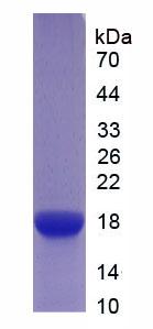 Figure 2. SDS-PAGE