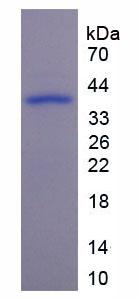 Figure 1. SDS-PAGE