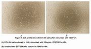 Active Vascular Endothelial Growth Factor 121 (VEGF121), RPU54942