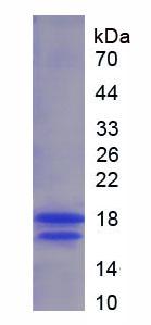 Human Vascular Endothelial Growth Factor 121 (VEGF121), Active Protein