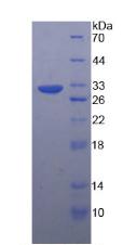 Figure 3. SDS-PAGE