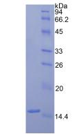 Figure 2. SDS-PAGE