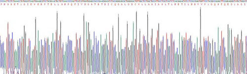 Rat Calpain 1 (CAPN1), Active Protein