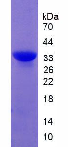 Figure 2. SDS-PAGE