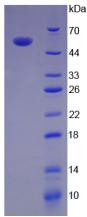 Figure. SDS-PAGE; Sample: Active recombinant IL35, Human.