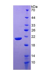 Figure 3. SDS-PAGE