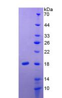 Figure 3. SDS-PAGE