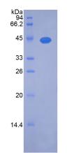 Figure 1. SDS-PAGE