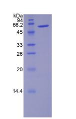 Figure 3. SDS-PAGE