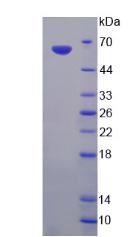 Figure 2. SDS-PAGE