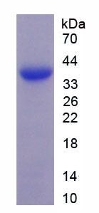 Figure 3. SDS-PAGE