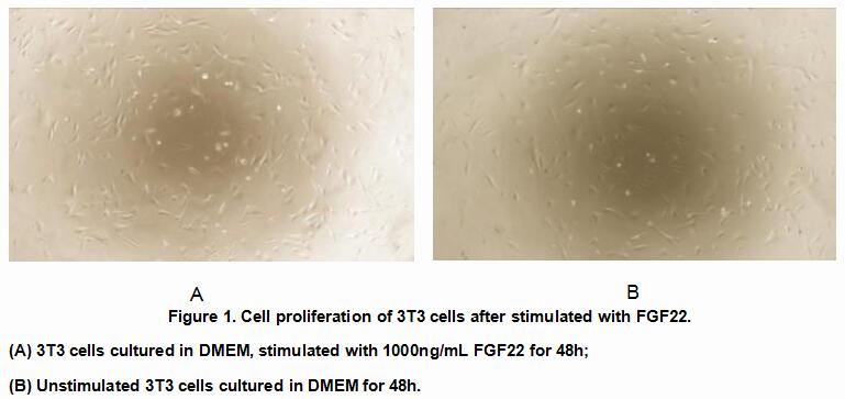Active Fibroblast Growth Factor 22 (FGF22), RPU54957
