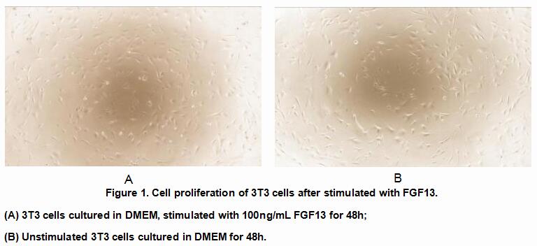 Active Fibroblast Growth Factor 13 (FGF13), RPU54958