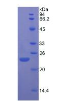 Figure 3. SDS-PAGE