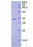 Figure 2. SDS-PAGE
