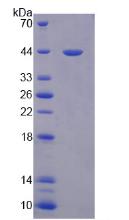 Figure 2. SDS-PAGE