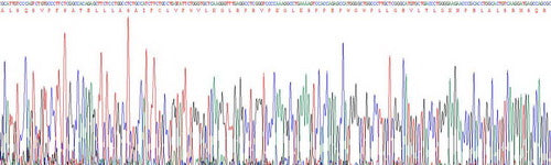 Human Cytochrome P450 1A2 (CYP1A2), Active Protein