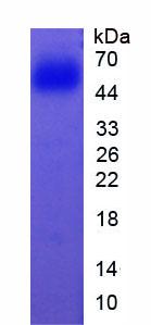 Figure 3. SDS-PAGE