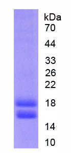 Figure 1. SDS-PAGE