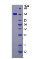 Figure 1. SDS-PAGE