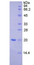 Figure 1. SDS-PAGE