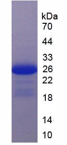 Figure 2. SDS-PAGE