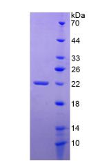 Figure 2. SDS-PAGE