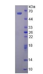 Figure 2. SDS-PAGE