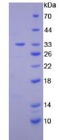 Figure 2. SDS-PAGE