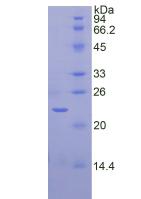 Figure 2. SDS-PAGE