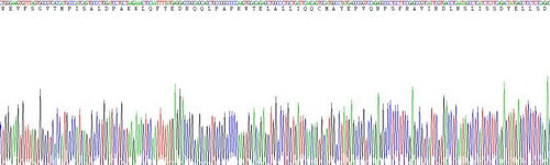 Human Janus Kinase 3 (JAK3), Active Protein