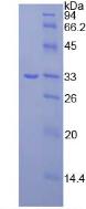 Figure 3. SDS-PAGE