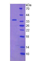 Figure 3. SDS-PAGE