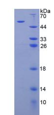 Figure 2. SDS-PAGE